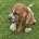 Basset Hound