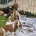 Basset Hound