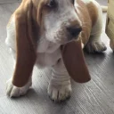 Basset Hound