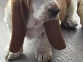 Basset Hound