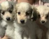 Cocker Spaniel (Working)