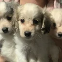 Cocker Spaniel (Working)