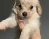 Cocker Spaniel (Working)