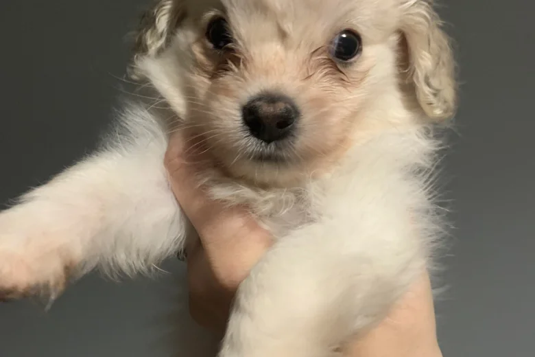 Cocker Spaniel (Working)