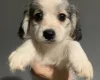 Cocker Spaniel (Working)