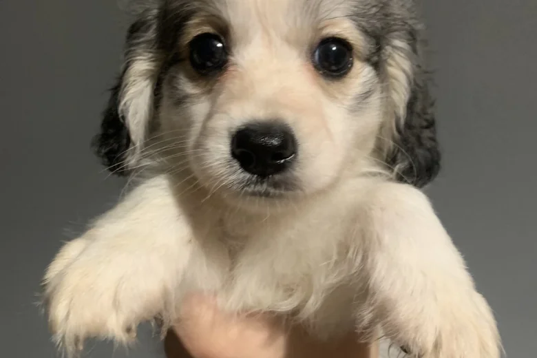 Cocker Spaniel (Working)