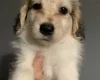 Cocker Spaniel (Working)