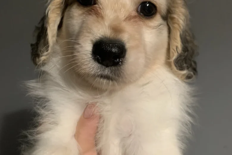 Cocker Spaniel (Working)