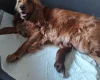 Cockapoo