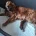 Cockapoo
