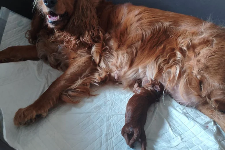 Cockapoo