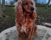 Cockapoo