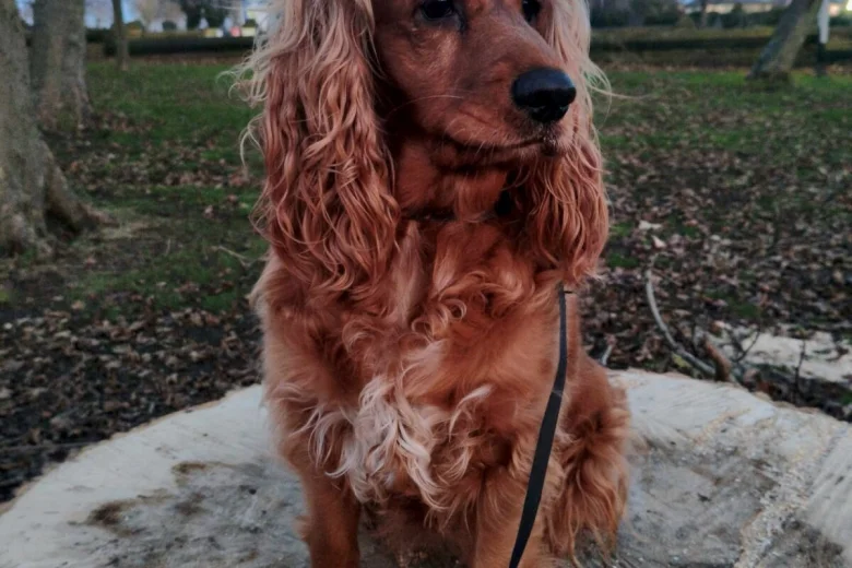 Cockapoo