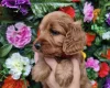 Cockapoo