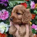 Cockapoo