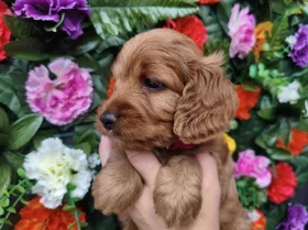 Cockapoo