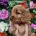Cockapoo