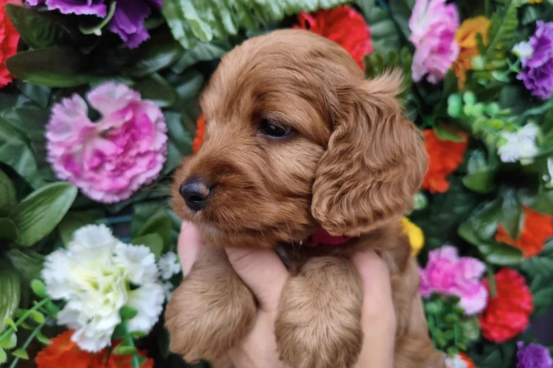 Cockapoo