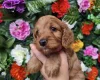 Cockapoo