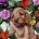 Cockapoo
