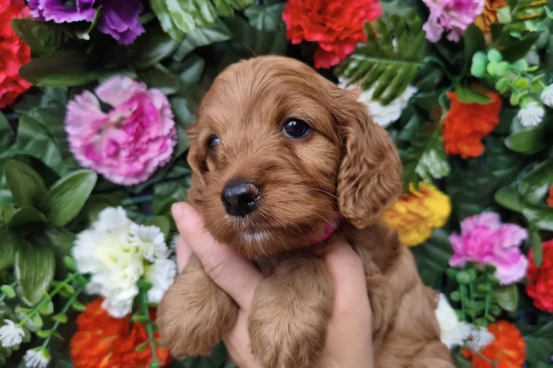 Cockapoo