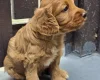 Cockapoo