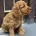 Cockapoo