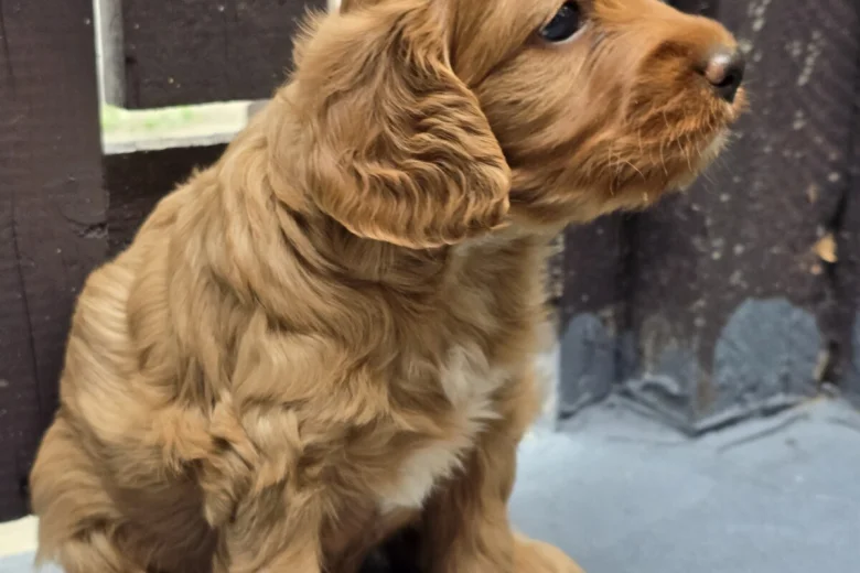 Cockapoo