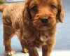 Cockapoo