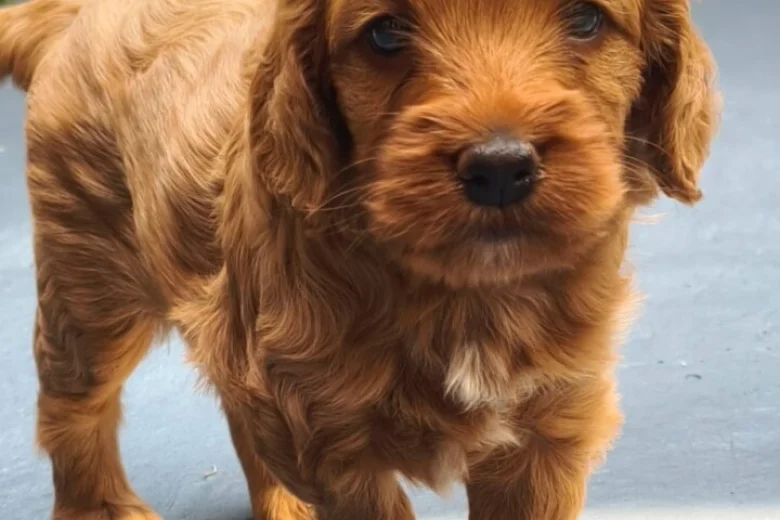 Cockapoo