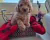 Cavapoo