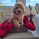 Cavapoo