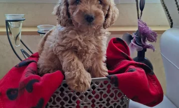 Cavapoo