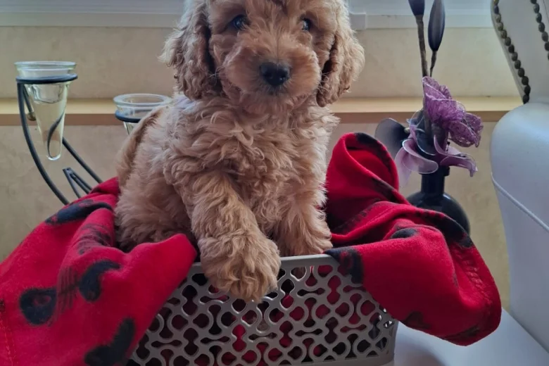 Cavapoo