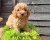 Cavapoo