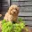 Cavapoo