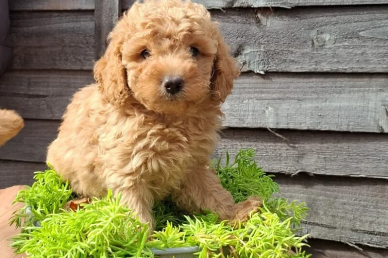 Cavapoo