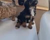 Cavapoo