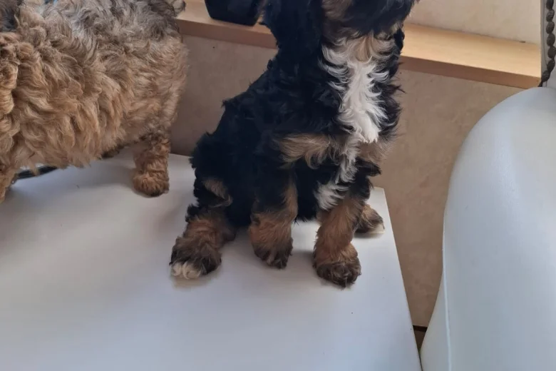 Cavapoo