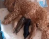 Cavapoo