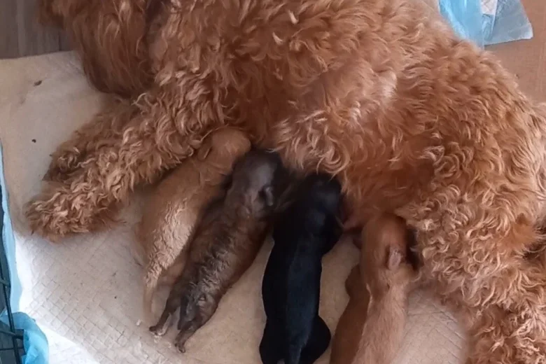 Cavapoo