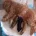 Cavapoo