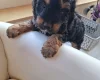 Cavapoo