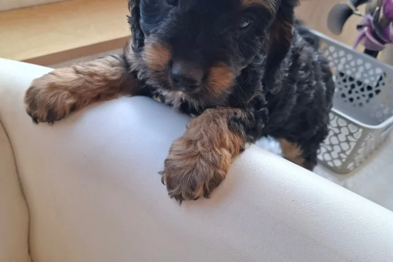 Cavapoo
