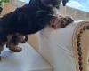 Cavapoo