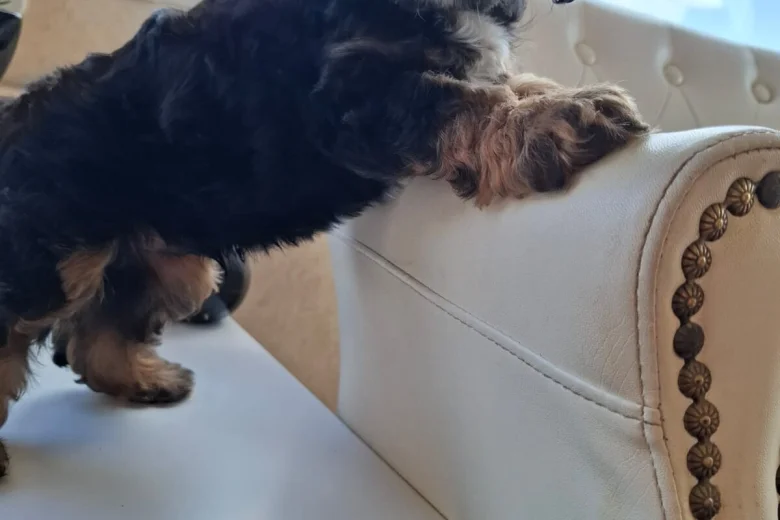 Cavapoo