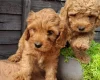 Cavapoo