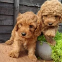 Cavapoo
