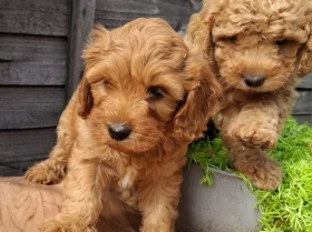 Cavapoo