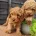 Cavapoo